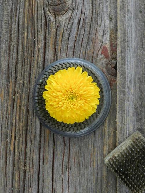 BUTTON YELLOW POMPONS